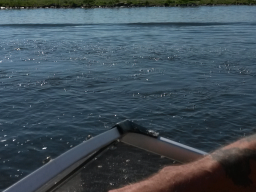 Jungfernfahrt Dove Elbe