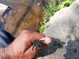 Corona Tour Norder-Süder-Elbe-Dove
