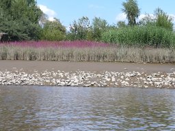 Elbe Schweinesand 15.08.2022