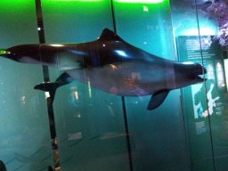 Ozeaneum_Stralsund