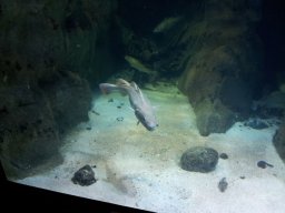 Ozeaneum_Stralsund