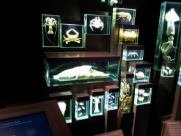 Ozeaneum_Stralsund