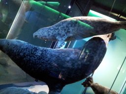 stralsund_ozeaneum_1_20190805_1536037725