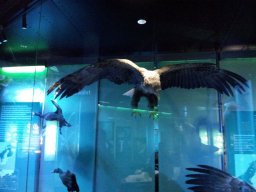 stralsund_ozeaneum_1_20190805_1868666251