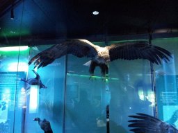 stralsund_ozeaneum_2_20190805_1866574391