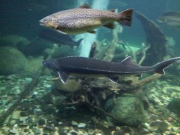 stralsund_ozeaneum_2_20190805_2069838147