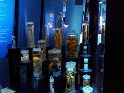 stralsund_ozeaneum_6_20190805_1849609626