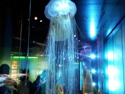 stralsund_ozeaneum_7_20190805_1171379806